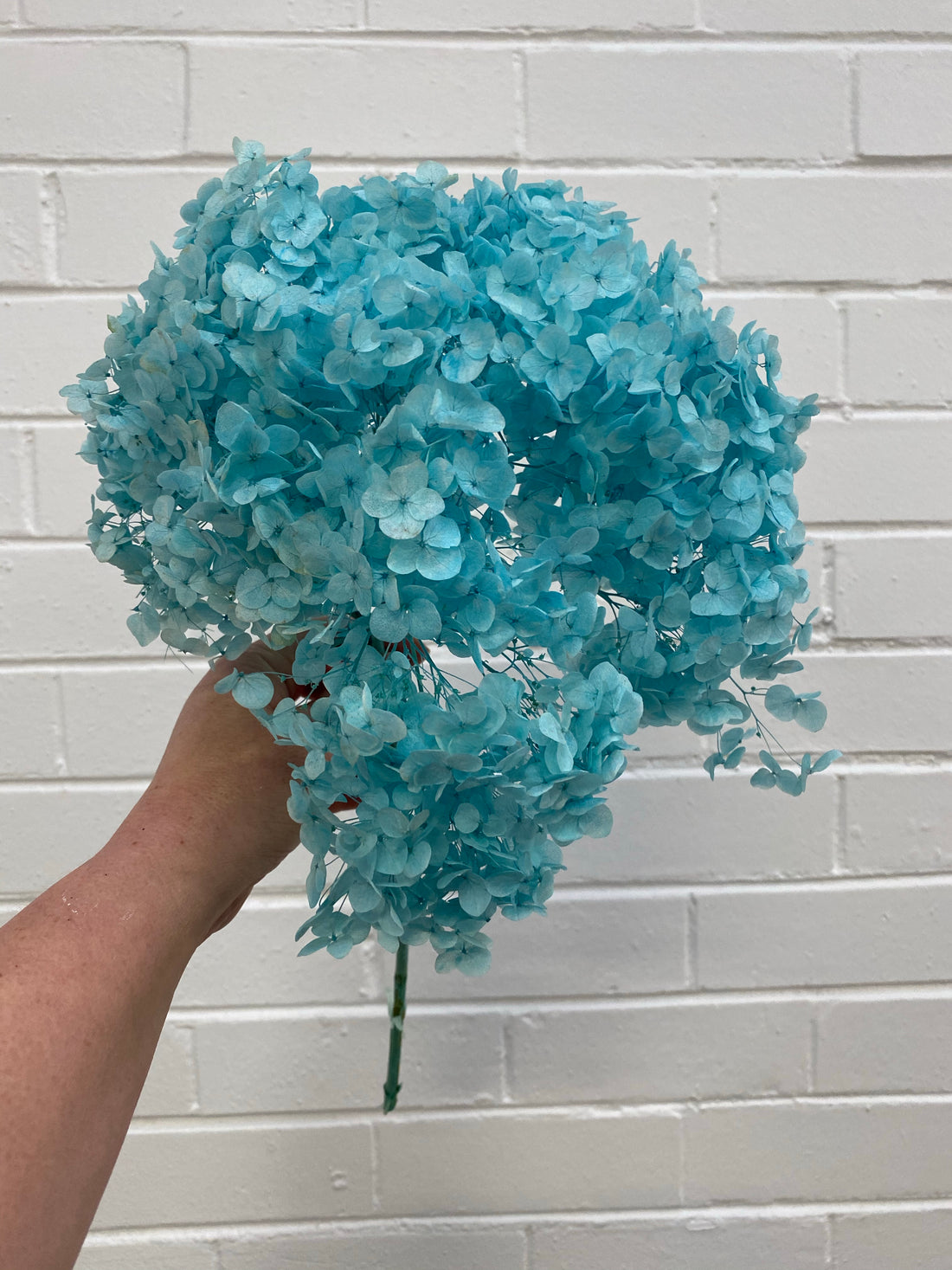Preserved Hydrangea | stem