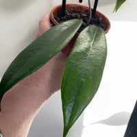 Assorted 10cm Hoya