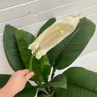 Spathiphyllum Sensation