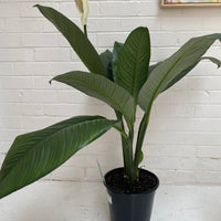 Spathiphyllum Sensation