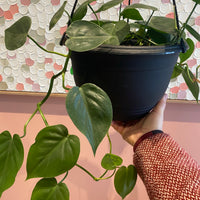 Philodendron cordatum | Heart Leaf Philodendron