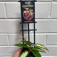 Assorted 8cm Hoya