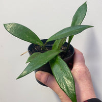 Assorted 10cm Hoya