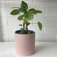 Pilea peperomiodes + cylinder pot combo