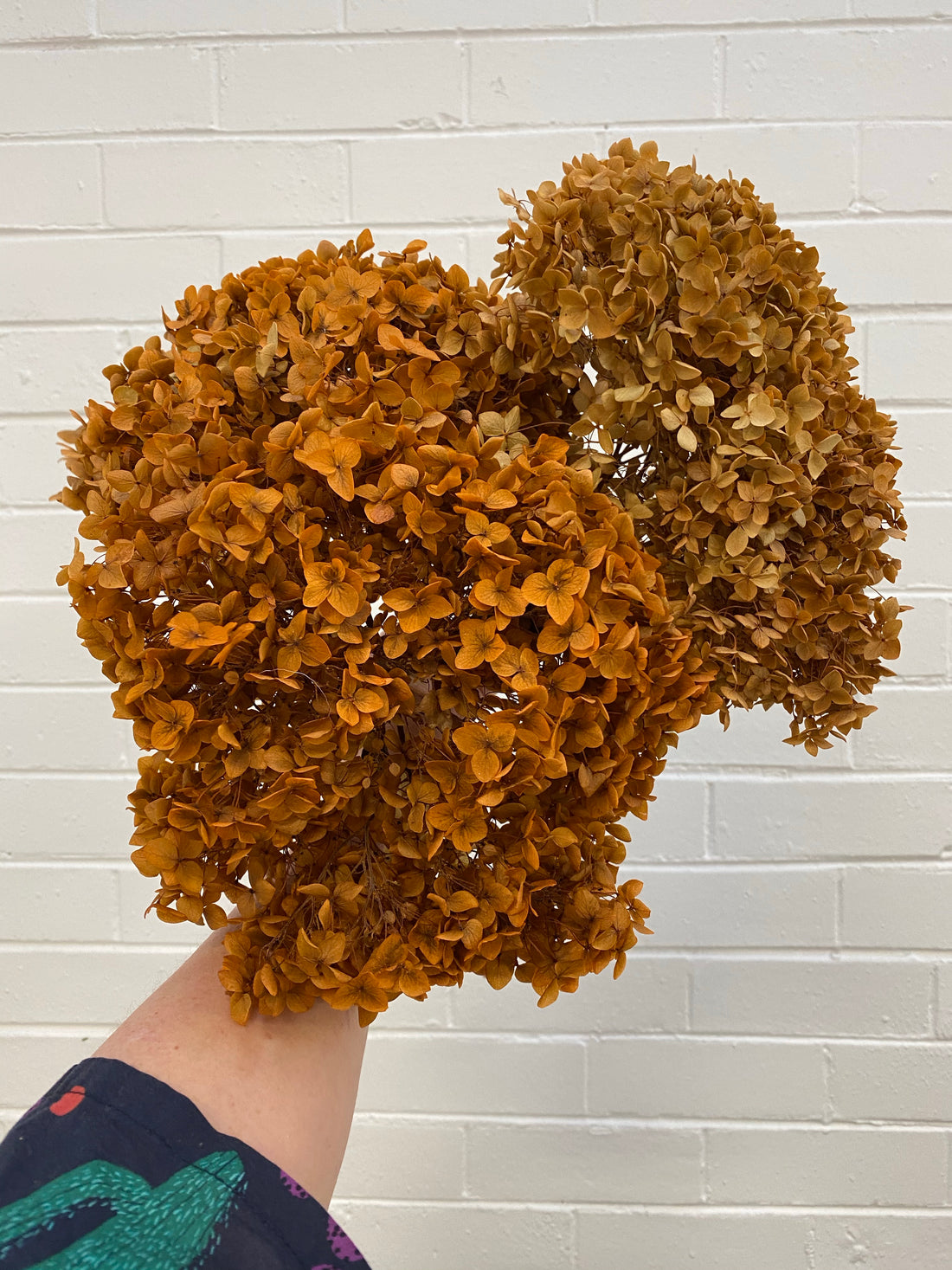 Preserved Hydrangea | stem
