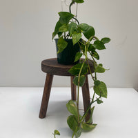 Epipremnum aureum | Devil's Ivy