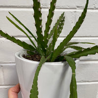 Lepismium cruciforme