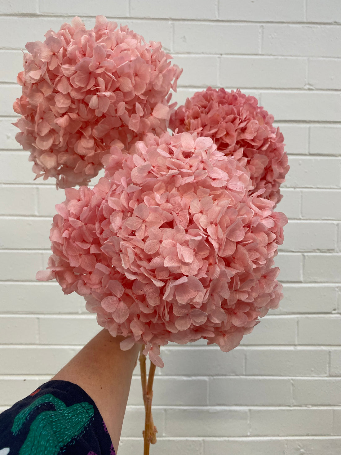 Preserved Hydrangea | stem