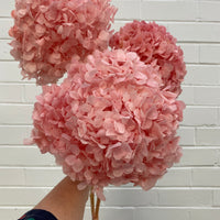Preserved Hydrangea | stem