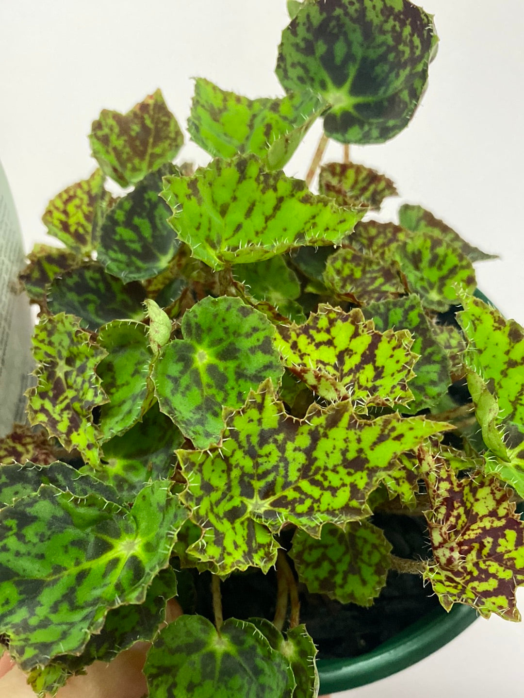 Begonia bowerae Bright Eyes
