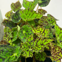 Begonia bowerae Bright Eyes