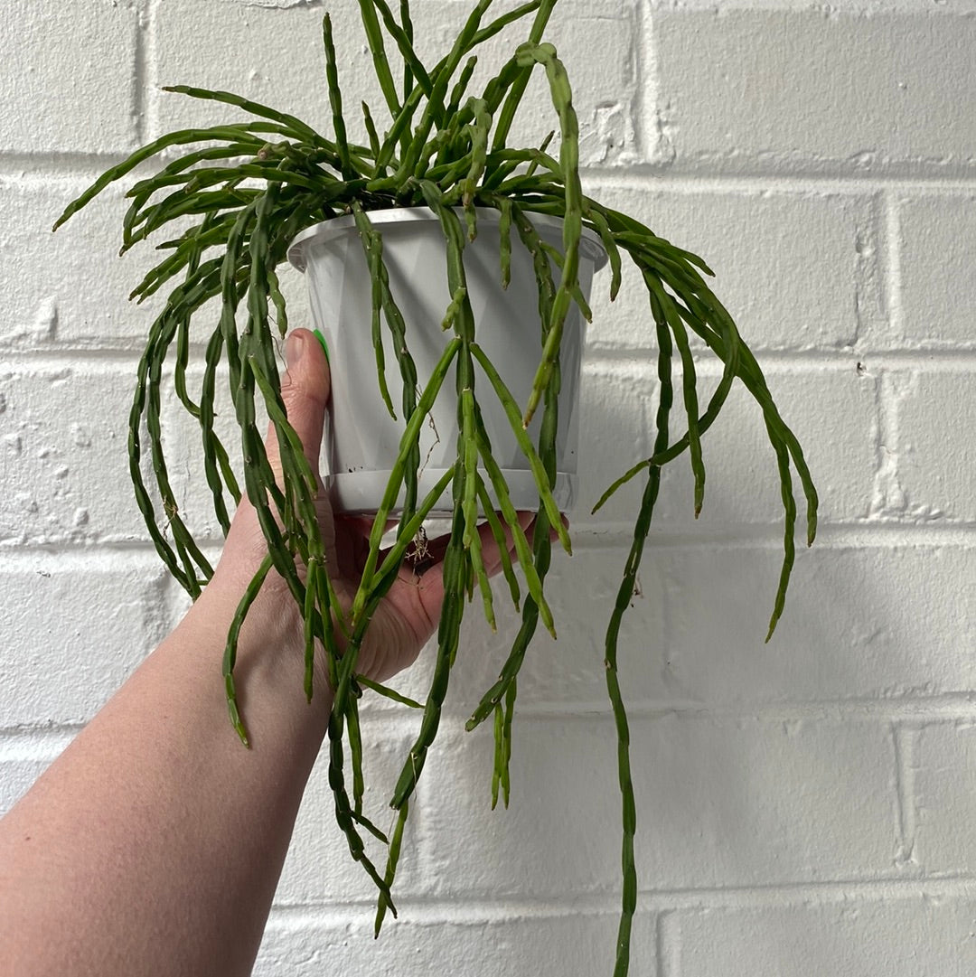 Rhipsalis + Lepismium | premium range