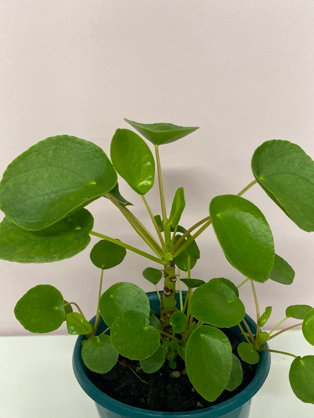 Pilea peperomiodes 12cm pot