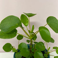 Pilea peperomiodes 12cm pot