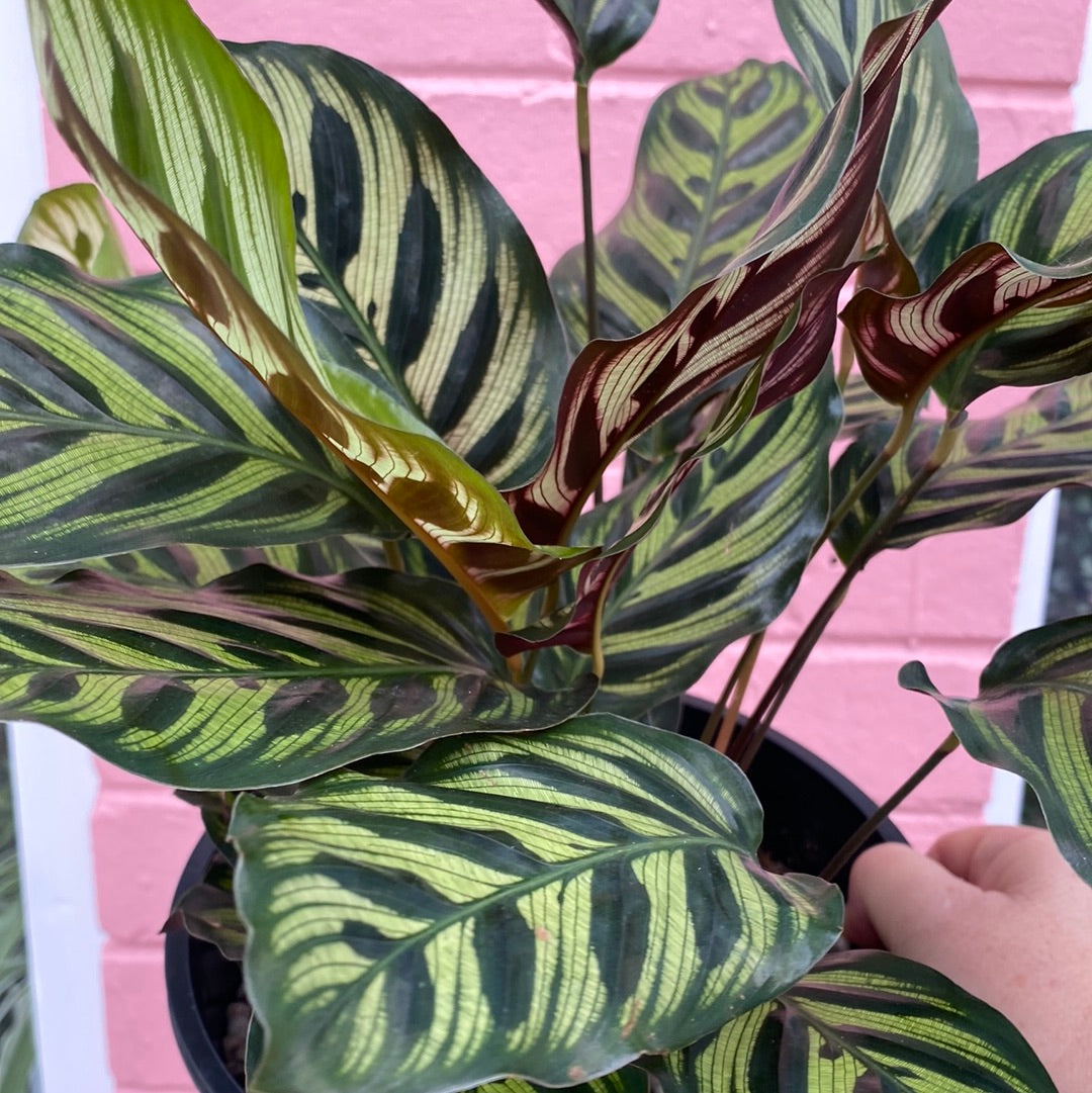 Calathea makoyana Peacock Plant