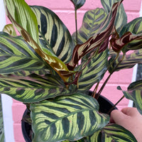 Calathea makoyana Peacock Plant