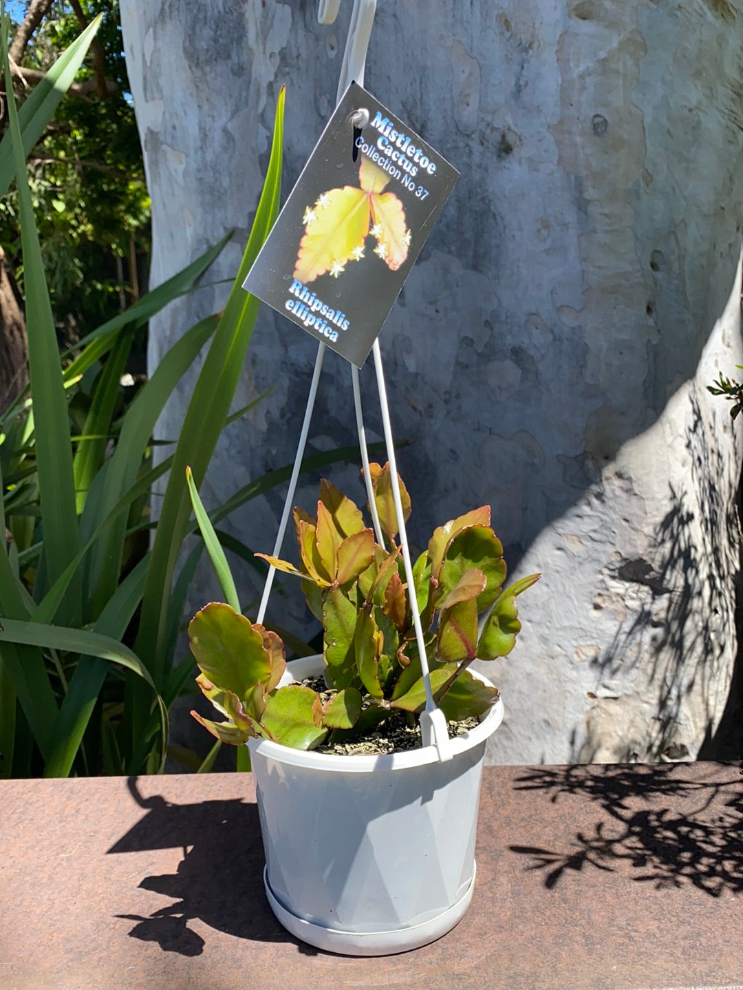 Rhipsalis + Lepismium | premium range