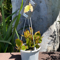 Rhipsalis + Lepismium | premium range