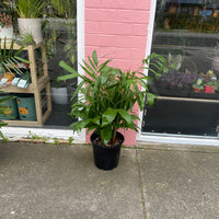 Chamaedora seifrizii | Bamboo Palm