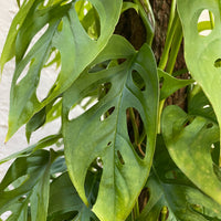 Monstera adonsonii | totem