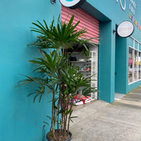 Rhapis excelsa | Lady Finger Palm