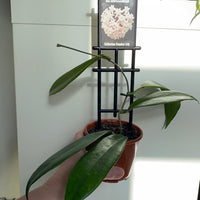 Assorted 10cm Hoya