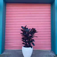 Ficus Burgundy + terrazzo tall egg pot