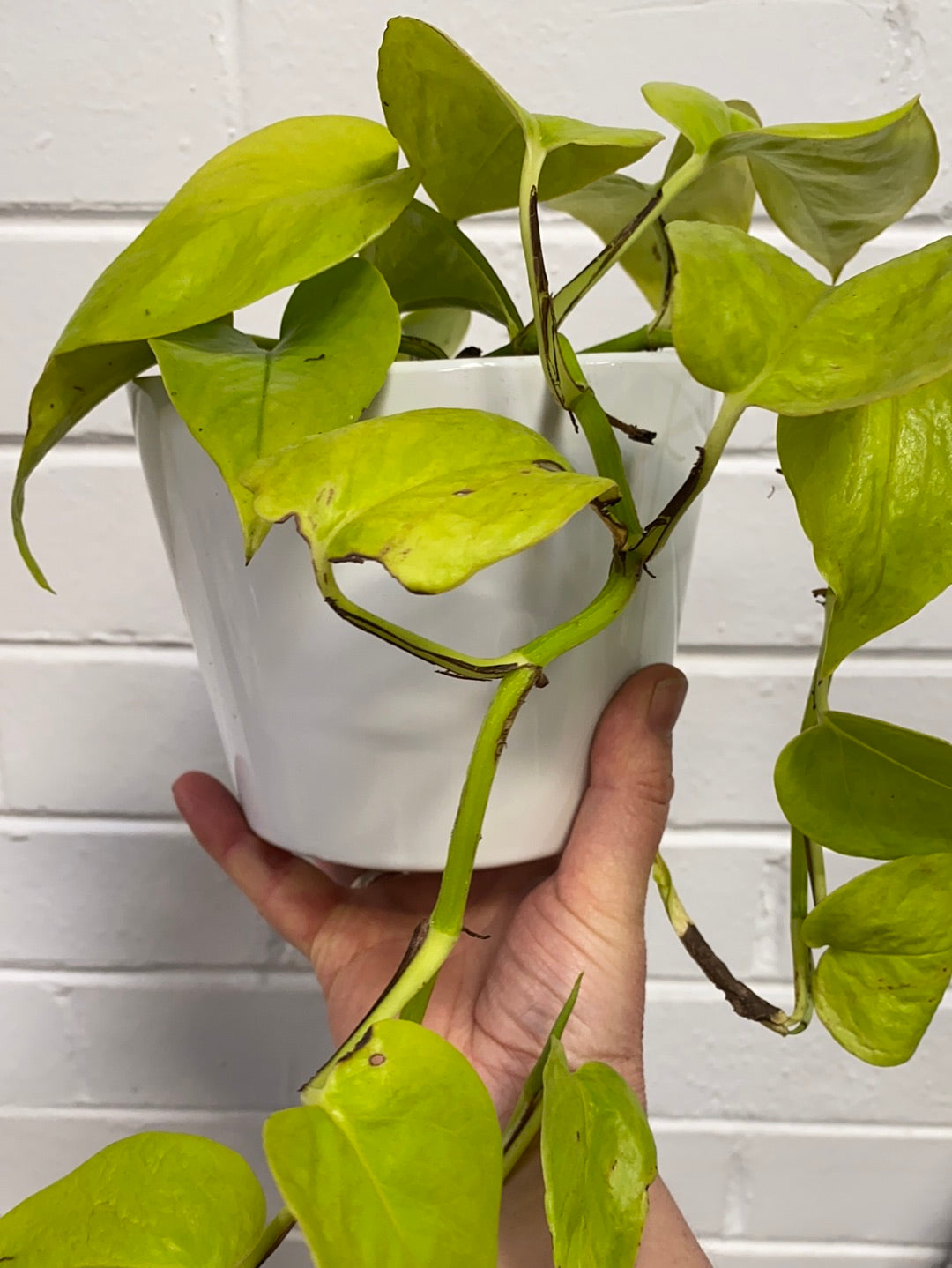 pothos goldilocks Epipremnum Goldilocks