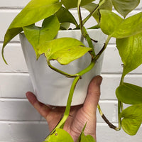 Epipremnum Goldilocks