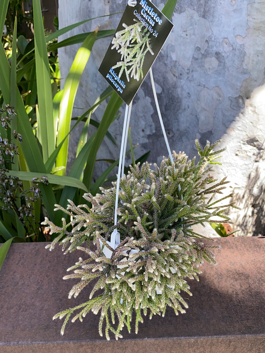 Rhipsalis + Lepismeum