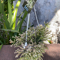 Rhipsalis + Lepismeum