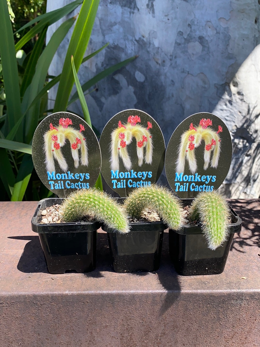 Monkeys Tail Cactus | Cleistocactus colademonis