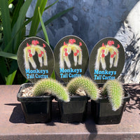 Monkeys Tail Cactus | Cleistocactus colademonis