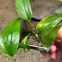 Epipremnum pinnatum | Asian form