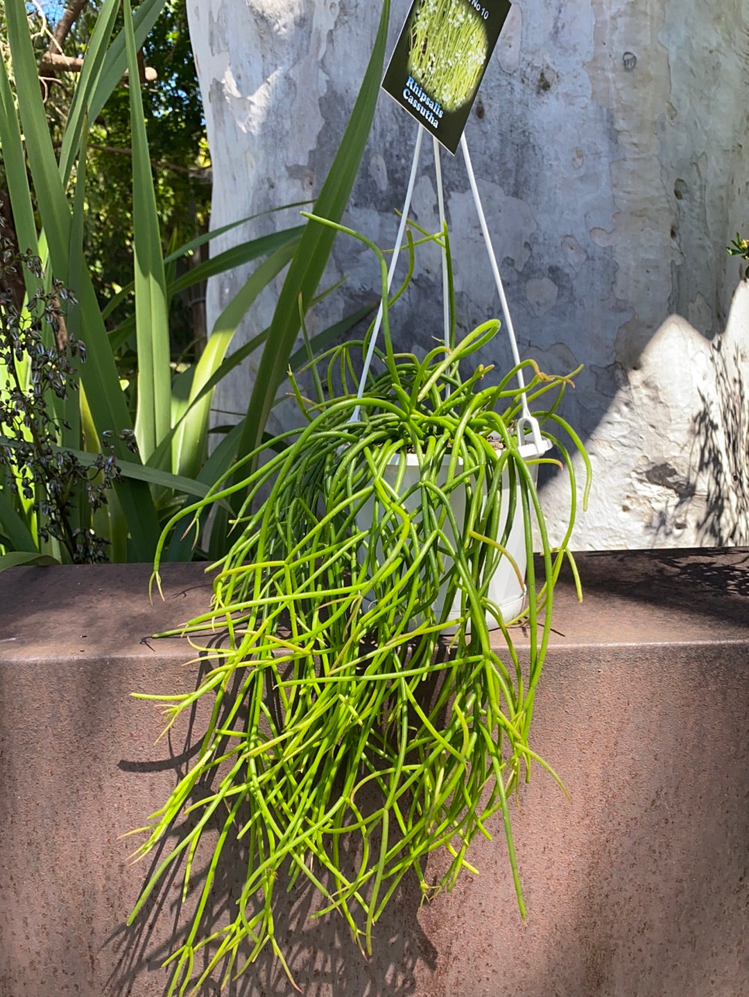 Rhipsalis + Lepismeum