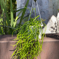 Rhipsalis + Lepismeum