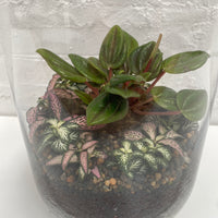 Hamia Capsule Terrarium | 13cm x 25cm