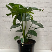 Monstera deliciosa Tauerii