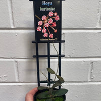 Assorted 8cm Hoya