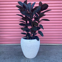 Ficus Burgundy + terrazzo tall egg pot