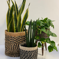 Timber stools
