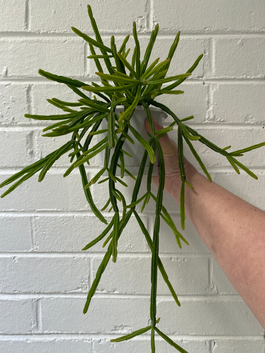 Rhipsalis + Lepismium | premium range