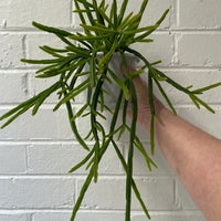 Rhipsalis + Lepismium | premium range