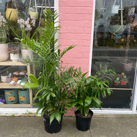 Chamaedora seifrizii | Bamboo Palm