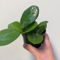 Assorted 10cm Hoya