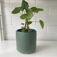 Pilea peperomiodes + cylinder pot combo