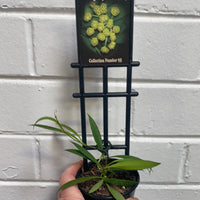 Assorted 8cm Hoya