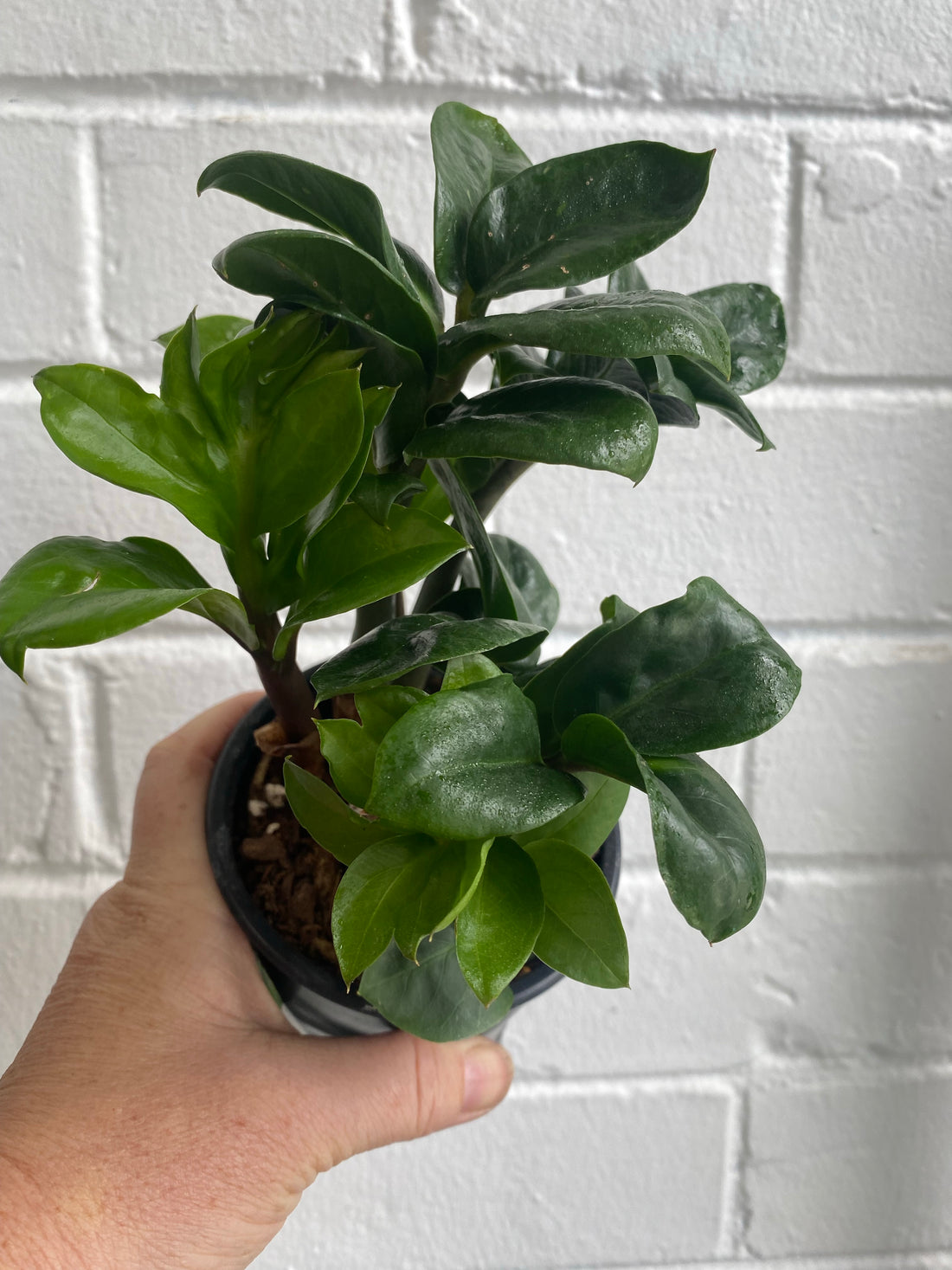 Zamioculcas zamiifolia Zenzi