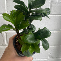 Zamioculcas zamiifolia Zenzi