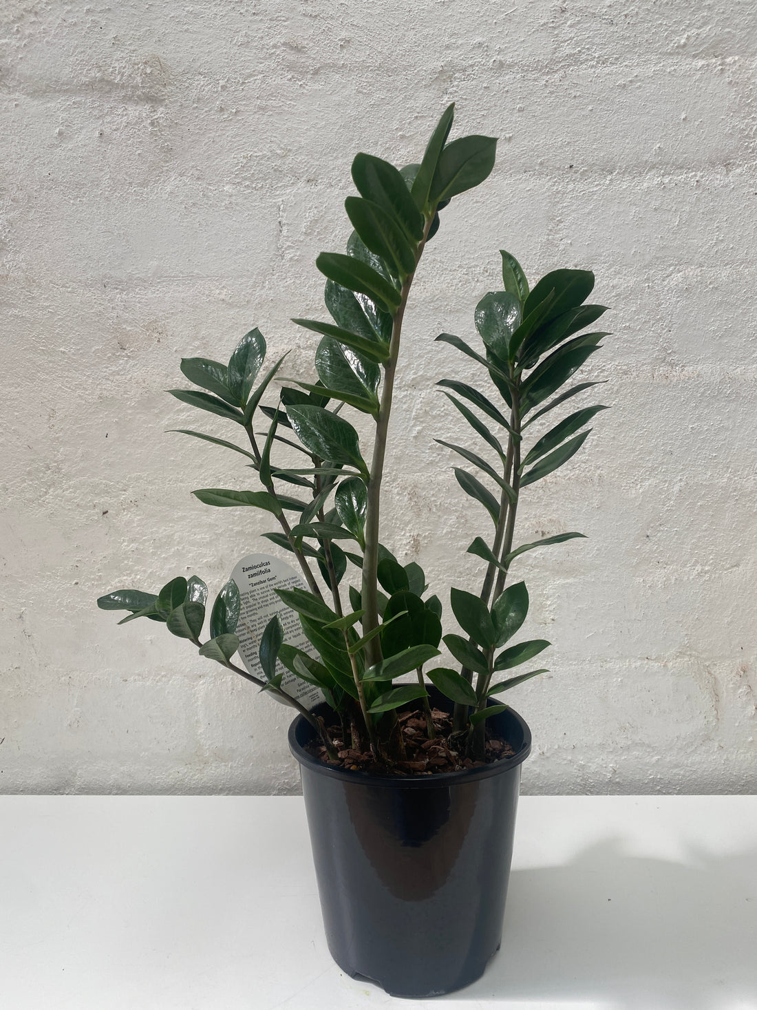 ZZ Plant + Pot combo